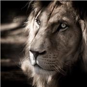 Professeur natif, primaire, collège, lycée